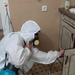 Дезинфекция от муравьев в квартире в Боровичах